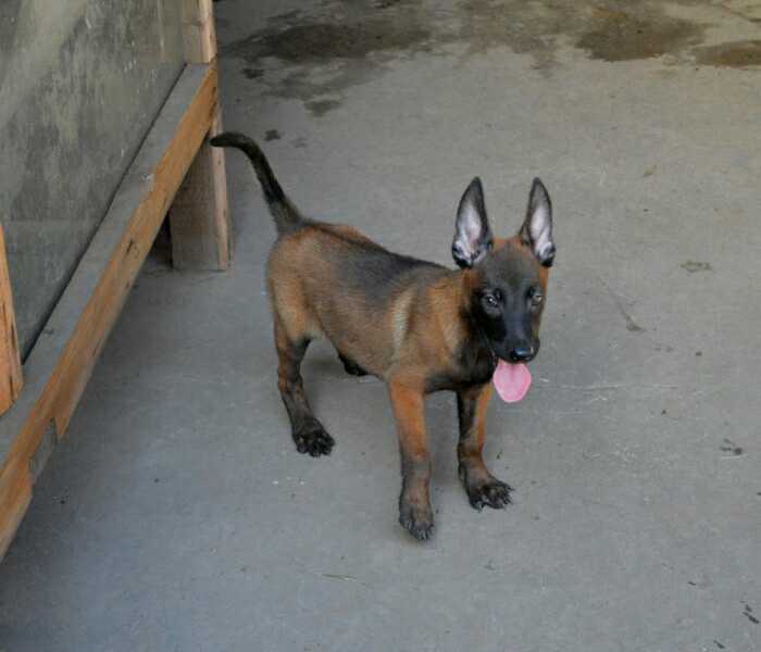 马犬1.jpg