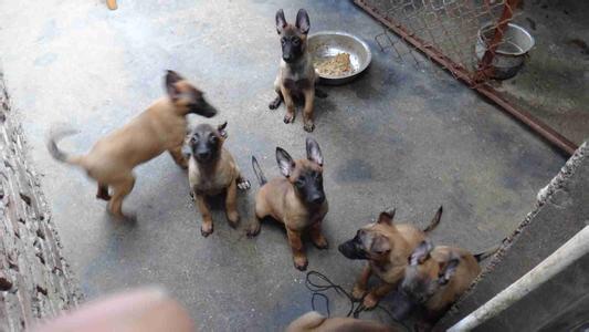 马犬15.jpg